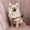 Maria - Spitz - @marialeal_spitz - TikTok