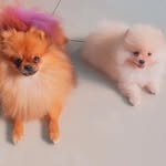 Maria laura & Maria Catarina spitz - @lalinhaecatarina_lulu - Instagram