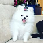 Maria Spitz - @maria_vida_de_spitz - Instagram