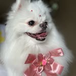 MAYA MARIA | Spitz Alemão Anã - @spitz.maya_ - Instagram
