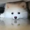 Nala Maria Pros Íntimos! - @nalamaria_spitz - TikTok