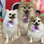 Sushi Kinder, Cookie & Bolacha Maria - @dogs_sushi_cookie_maria_spitz - Instagram
