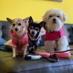 Maria D-G| Fifi + Talbot - @big_world_little_monsters - Instagram