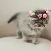 Maria Mohammed  - @mariatown - TikTok