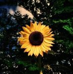 Maria Vail - Facebook