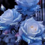 Maria Vail - Facebook