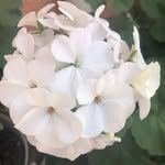 Maria Vance - @vance_maria - Instagram