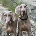 José Grilo - @maria_weimaraner_ - Instagram