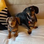 Nina Maria e Buddy Weiser - @nina_e_buddy - Instagram