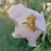 amina52 - @mariah.brando - TikTok