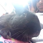 mariah Renea Dotson - @dixie_the_rabbit_lover - Instagram