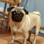 Mariah Eaton - @puggylife332 - Instagram