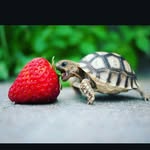 Mariah Eaton - @puggylife3321 - Instagram