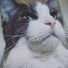 Mariah Ellison - @goodwellbeing - TikTok