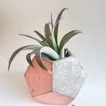 Mariah Hatfield 🌿 - @botanicals.and.felines - Instagram