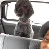 Mariah Hatfield  - @dog_girl_3000 - TikTok