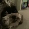 MariahMclean - @olegotyztu1 - TikTok