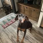 Mariah Meyer - @blueskycanine11 - Instagram
