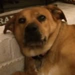 Mariah Monroe - @thedoggowithabloggo - Instagram
