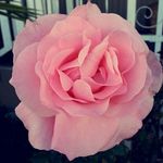 Mariah Angelique Ramirez - @__mariah__ramirez__ - Instagram