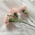 𝗠𝗮𝗿𝗶𝗮𝗵 - @mariah.readss - Instagram