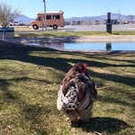 Mariah Rea - @birdysbus - Instagram