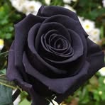 Maria Ruth - Facebook