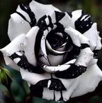 Maria S. Solis - Facebook