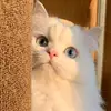 MariahStein - @alicivmafgx - TikTok