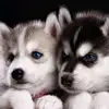 I Love DOG 🐶 AND WOLFS 🐺 - @mariahvance11 - TikTok