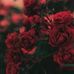Mariam Abdo - Facebook