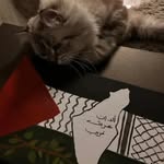 Mariam Abed - @mariam_abed6 - Instagram