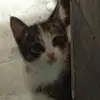 Mariam Khatib - @mariamkhatib - TikTok