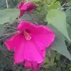 mariasears6 - @maria.sears - TikTok