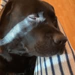 Mariam walker - @mariam_wuv_mypuppy - Instagram