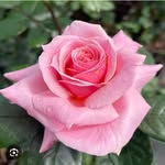 mariam wasif - @wasif_mariam - Instagram