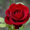 Mariam - @mariam.yehya76 - TikTok