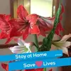 MarianBennett_Lillybrae - @marianbennett_lillybrae - TikTok