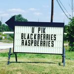 Marian Kay Berry Farm - @mk_berryfarm - Instagram