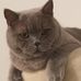 Marian Bouma Cattery van Lomarnie - Facebook