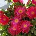 Marianna Eckert - Facebook