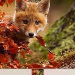 @marian_fox_ - Instagram