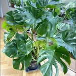 Marian Gross - @plants_mom_ - Instagram