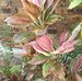 Marian Lynch - Facebook