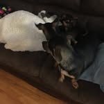 Emmaleigh marian Maynard - @emmaleighmarianandherdoggies - Instagram