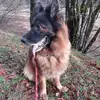 🐺🐺 Lady 68 Maman Louve 🐺🐺 - @marianne.luttring - TikTok