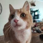 Marian Rock - @tuxtorvald - Instagram