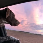 @marian_shorthaired_pointer - Instagram
