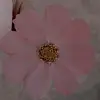 mariana abraham - @mariana.abraham80 - TikTok