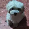Mariana Abraham - @marianaabraham168 - TikTok